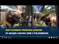 Sapi Kurban Presiden Jokowi Seberat 1 Ton di masjid Agung SMB 2 Palembang