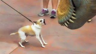 "IT'S CHIHUAHUA TIME!" - The Ultimate Funny Chihuahua Compilation | Pets Island