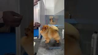 FCI international dog show #dog #doglover #pomeranian