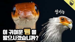 공포의 뱀 전용 탭댄스좌 '뱀잡이수리' 이야기