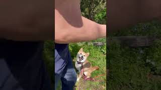 【柴犬 もみさん】春とお散歩とオヤツ　 #shorts　 Shiba Inu Momisan