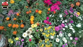 ঢাকায় রাস্তার পাশে বিদেশি ফুল | flowers video | km news bangla