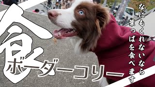 【 #ボーダーコリー  】 散歩ついでに参加したイベントで可愛い愛犬と食を楽しむ【 #子犬 #アテレコ 】