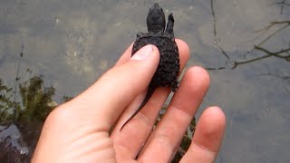 Releasing baby Snapping turtles