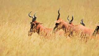 Hartebeest Swayne's DSCN6646 9