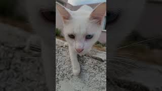 White cat with yellow and blue eyes. Beautiful cat with different eyes #cat #whitecat