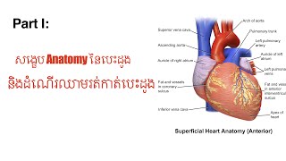 សង្ខេប Anatomy និងដំណើរឈាមរត់នៃបេះដូងជាភាសាខ្មែរ។ Summary Anatomy of Human Heart in khmer language.