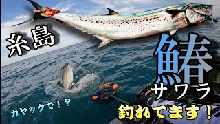 カヤックで鰆釣れるんです！海中は一面ベイトだらけ！糸島は引き続きフィーバー中！【カヤックフィッシング】