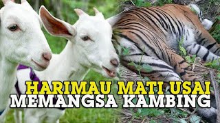 HARIMAU SUMATERA Mati, Diduga Keracunan Usai Memangsa Kambing, Terdapat Racun Insektisida