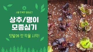 베란다 텃밭에 상추와 명이나물 심기/텃밭 가꾸기