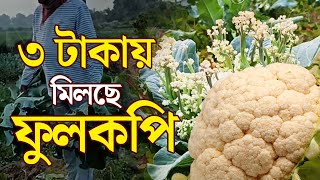 3 Rupees Cauliflower | ৩ টাকায় মিলছে কপি,কারণ জানালেন চাষিরা | Bangla News