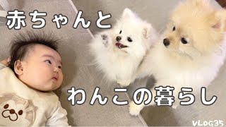 生後２〜５ヵ月の赤ちゃんとわんこの暮らし｜想像以上に大変