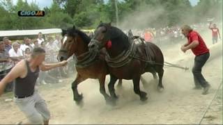 MILORAD STOJANOVIC ZIS RUBINI PODGRACI 2017