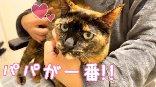 サビ猫モモちゃんのパパっ子が加速してます…！