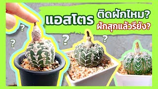 แอสโตร ติดฝักไหม?? ฝักสุกแล้วรึยัง? ดูยังไงนะ!!