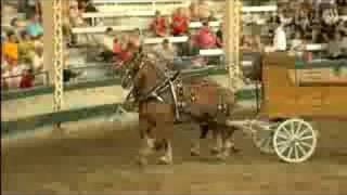 Iowa State Fair - Belgian Horse Show