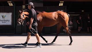 KARAKA - LOT 189 EL ROCA (AUS) – UNDERHTEMOONLIGHT (NZ), BAY FILLY $50,000