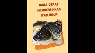 [ TIPS)] Termudah membersihkan ikan hidup