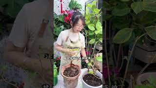 植物养成了光杆怎么办？这样做可以让它快速的恢复生长。#养花 #花卉绿植 #养花小知识 #三角梅