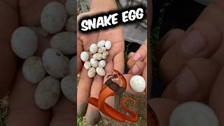 Saap ke ￼ande mil gye 🥚😱￼ #snake #egg #pets #petsvlog #petslover #animals #shorts