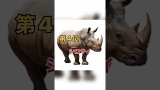 最強の動物ランキング( TOP2 strong animals) #animals