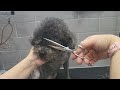 귀여운 곰돌이 테디베어컷 we cut for doggies dog beauty dog grooming. 반려견 애견미용 곰돌이컷 알머리 푸들 푸들미용 테디베어