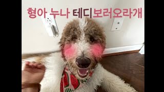 [테디's VLOG] 스탠다드푸들 테디의 평범한 일상