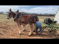 Mule Plowing, Harnessing, and barn manners (MUST SEE..VERY COOL!!!!)