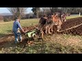 Mule Plowing, Harnessing, and barn manners (MUST SEE..VERY COOL!!!!)