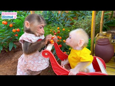 Baby Monkey Bon Bon Videos | Baby Doll Monkey Videos Monkey Songs - YouTube