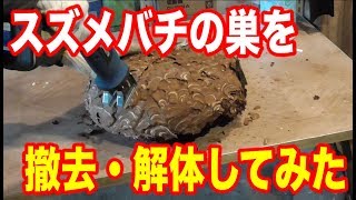 スズメバチの巣を解体してみたら面白かった！