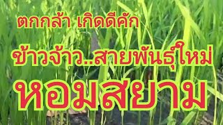 ตกกล้า...ข้าวจ้าวหอมสยาม...เกิดดีคัก  0899428684  0925164252  0985645242