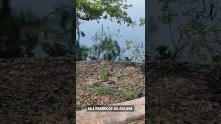 என்ன உரிக்கிறது இந்த குரங்கு 🐒#trending #naturephotography #monkey #viralvideo #mjiyarkaiulagam