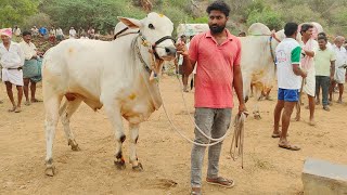 బోగోలు రెండు పళ్ళ విభాగం 1 జత beeram Bulls  బీరం వెంకట్ రెడ్డి గారు సూర్య పల్లి గ్రామం 2548.8