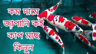 কম দামে জাপানি কই কাপ মাছ কিনুন/অরিজিনাল জাপানি কই কাপ বিক্রি করা হয়?