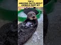 top 5 amazing facts about animals part 40 shorts animals animalfacts