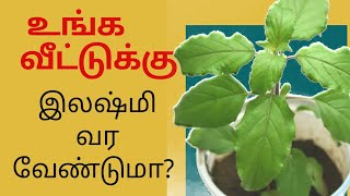 #1 துளசியின் மகிமை பகுதி 1 #holybasil why do we worship the thulasi plant???