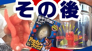 大きくなったドラゴンのその後！ドラゴンのタマゴTATSUMIYAカッシ兄弟vol94