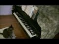 Charlie the Cat & Chopin's Military Polonaise | Cory Hall, pianist-composer