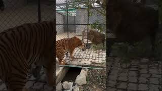 tigress vs male lion size comparison