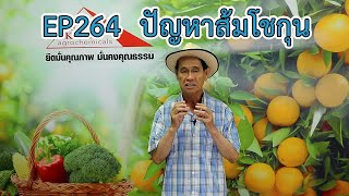 EP264 คลินิกเกษตร ปัญหาส้มโชกุน