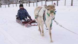 トナカイたちと遊んできた！@北海道幌延町トナカイ観光牧場 Reindeers at the Horonobe, Hokkaido