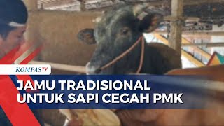 Cegah PMK, Peternak di Cilacap Beri Jamu Tradisional untuk Sapi