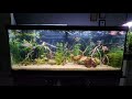 75 Gallon Angelfish Community Tank (Rio Nanay/Peruvian Altum Angelfish)