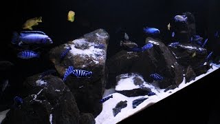 Lake Malawi Display Aquarium 75 Gallon Mbuna 1/9/15 1080HD