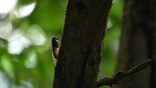 台灣騷蟬 蟬鳴聲 / Pomponia yayeyamana - Cicadas in Taiwan