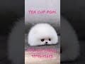 Direct Import TEA CUP POM Puppies Available At LITTLE ANGELS PET CARE SERVICES. Call: 9998675683.