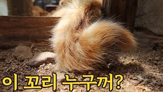 대장냥이가 될 조짐이 보이는 꺾인 꼬리가 매력적인 고양이 (feat.중성화 완료)