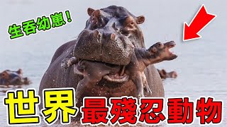 世界上“最殘忍”的10大動物父母，吃幼崽只因為好玩，第一名讓人恨得牙癢癢#世界之最#地球最top #出類拔萃#前10名#腦洞大開#地球之最#動物#top10 #河馬