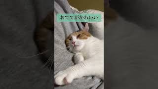 【三毛猫】ごろごろと悶えるような動きの猫